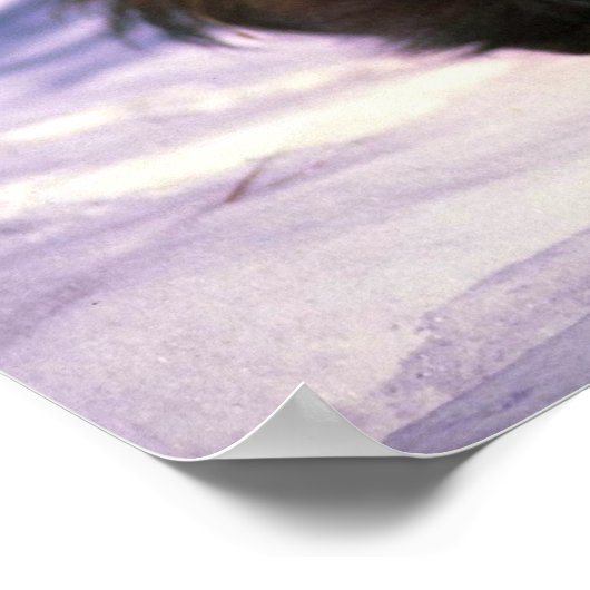 Wolverine op sneeuw poster (Hoek)