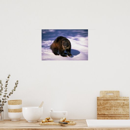 Wolverine op sneeuw poster (Keuken)
