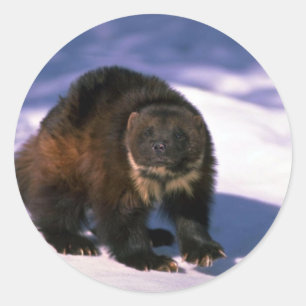 Wolverine op sneeuw ronde sticker