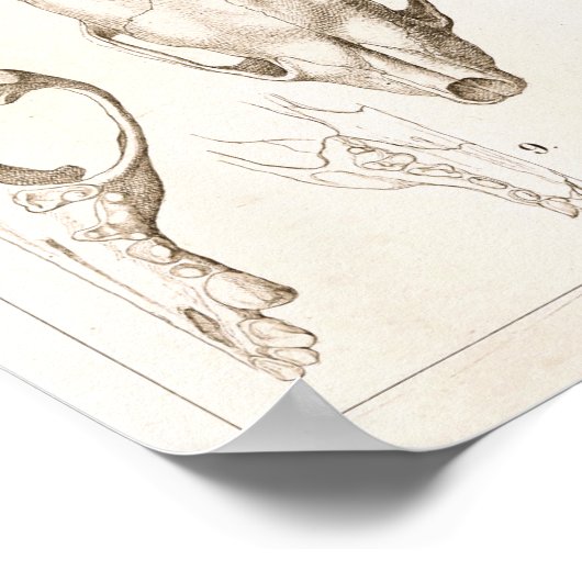 Wolverine Skull Veterinary Anatomy Print (Hoek)