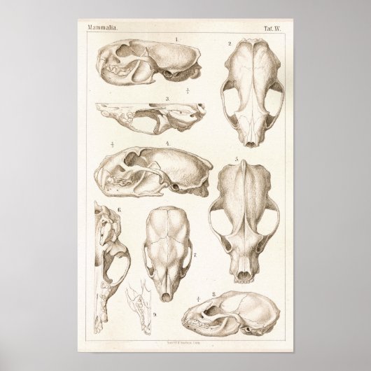 Wolverine Skull Veterinary Anatomy Print (Voorkant)