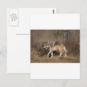WOLVES BRIEFKAART (Voorkant / Achterkant)