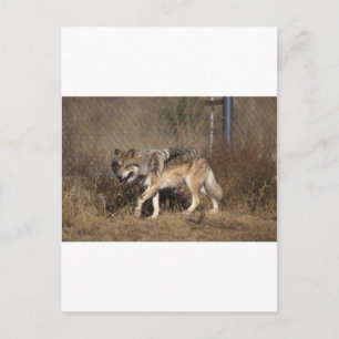 WOLVES BRIEFKAART