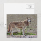Wolves Gray Wolf Briefkaart (Voorkant / Achterkant)