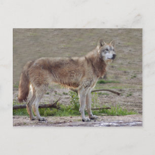 Wolves Gray Wolf Briefkaart