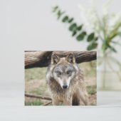 Wolves Gray Wolf Briefkaart (Staand voorkant)