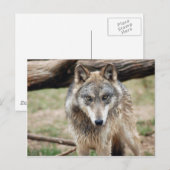 Wolves Gray Wolf Briefkaart (Voorkant / Achterkant)