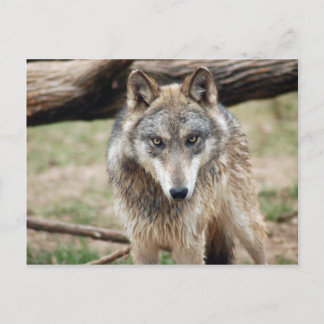 Wolves Gray Wolf Briefkaart