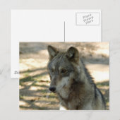 Wolves Gray Wolf Briefkaart (Voorkant / Achterkant)
