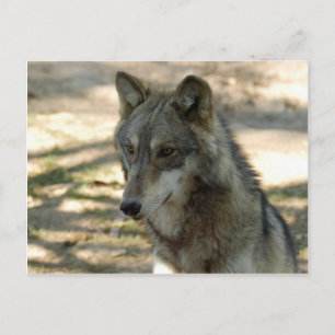 Wolves Gray Wolf Briefkaart