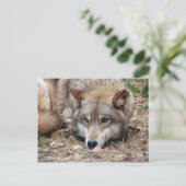 Wolves Gray Wolf Briefkaart (Staand voorkant)
