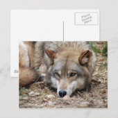 Wolves Gray Wolf Briefkaart (Voorkant / Achterkant)