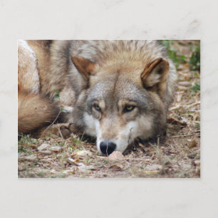 Wolves Gray Wolf Briefkaart