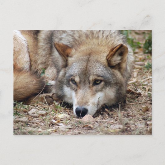 Wolves Gray Wolf Briefkaart (Voorkant)