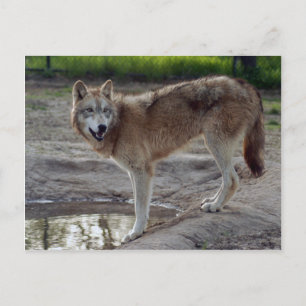 Wolves Gray Wolf Briefkaart
