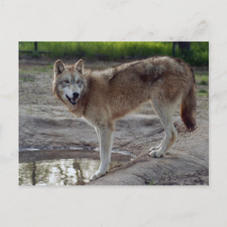 Wolves Gray Wolf Briefkaart