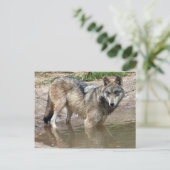 Wolves Gray Wolf Briefkaart (Staand voorkant)