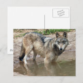 Wolves Gray Wolf Briefkaart (Voorkant / Achterkant)