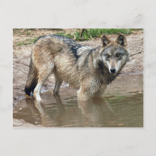 Wolves Gray Wolf Briefkaart