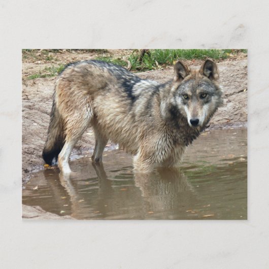 Wolves Gray Wolf Briefkaart (Voorkant)