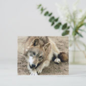 Wolves Gray Wolf Briefkaart (Staand voorkant)