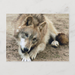 Wolves Gray Wolf Briefkaart