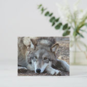 Wolves Gray Wolf Briefkaart (Staand voorkant)