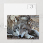 Wolves Gray Wolf Briefkaart (Voorkant / Achterkant)
