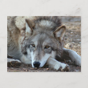 Wolves Gray Wolf Briefkaart