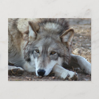 Wolves Gray Wolf Briefkaart