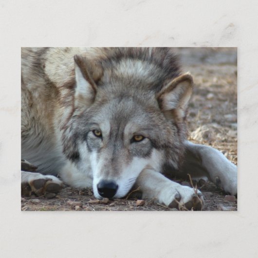 Wolves Gray Wolf Briefkaart (Voorkant)