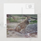 Wolves Gray Wolf Briefkaart (Voorkant / Achterkant)
