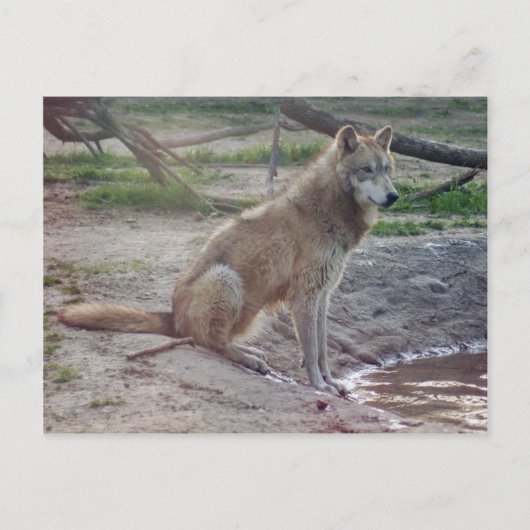 Wolves Gray Wolf Briefkaart (Voorkant)