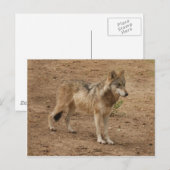Wolves Gray Wolf Briefkaart (Voorkant / Achterkant)