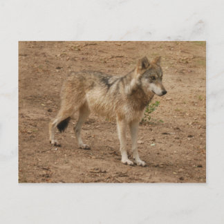 Wolves Gray Wolf Briefkaart