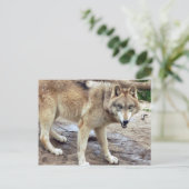 Wolves Gray Wolf Briefkaart (Staand voorkant)