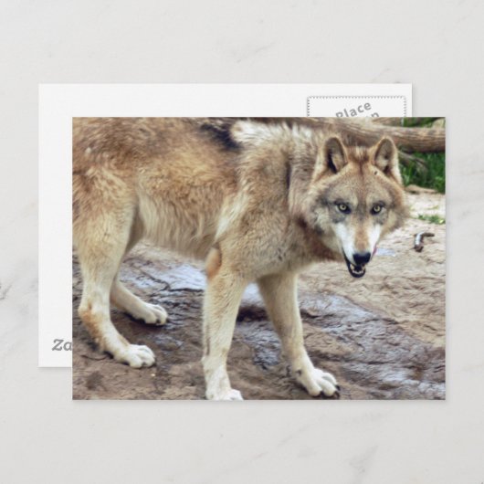 Wolves Gray Wolf Briefkaart (Voorkant / Achterkant)