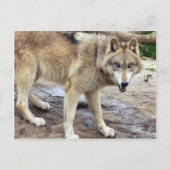 Wolves Gray Wolf Briefkaart (Voorkant)