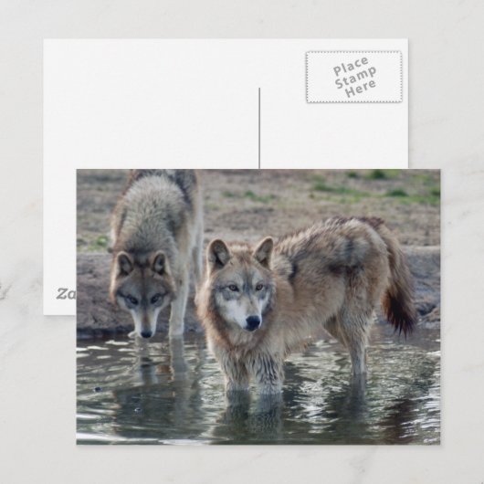 Wolves Gray Wolf Briefkaart (Voorkant / Achterkant)
