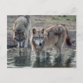 Wolves Gray Wolf Briefkaart (Voorkant)