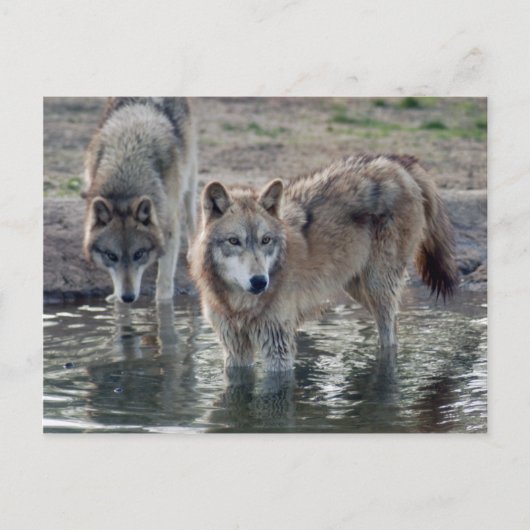 Wolves Gray Wolf Briefkaart (Voorkant)