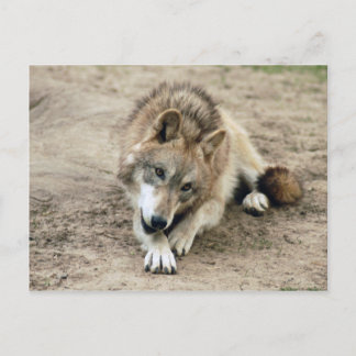 Wolves Gray Wolf Briefkaart