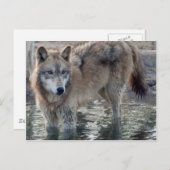 Wolves Gray Wolf Briefkaart (Voorkant / Achterkant)