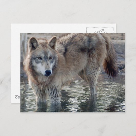 Wolves Gray Wolf Briefkaart (Voorkant / Achterkant)