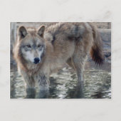 Wolves Gray Wolf Briefkaart (Voorkant)