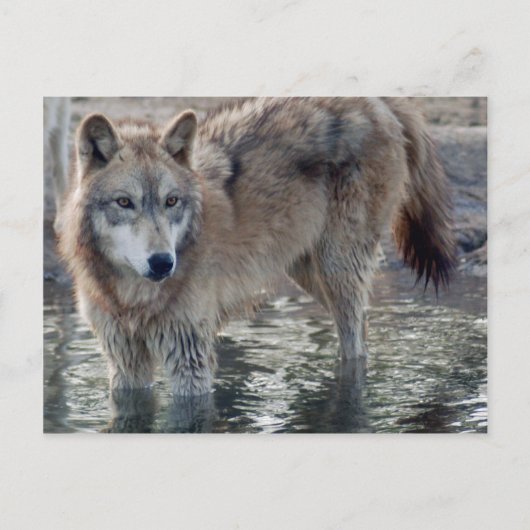 Wolves Gray Wolf Briefkaart (Voorkant)