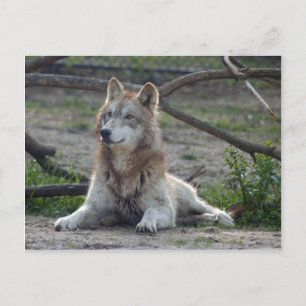 Wolves Gray Wolf Briefkaart