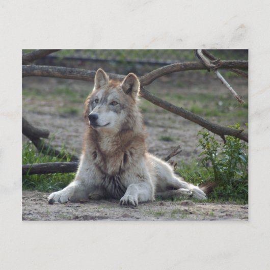Wolves Gray Wolf Briefkaart (Voorkant)