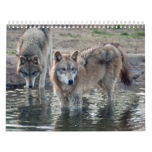 Wolves Gray Wolf Calendar Kalender (Hoes)