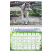 Wolves Gray Wolf Calendar Kalender (Mar 2026)